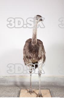 Emus body photo reference 0025